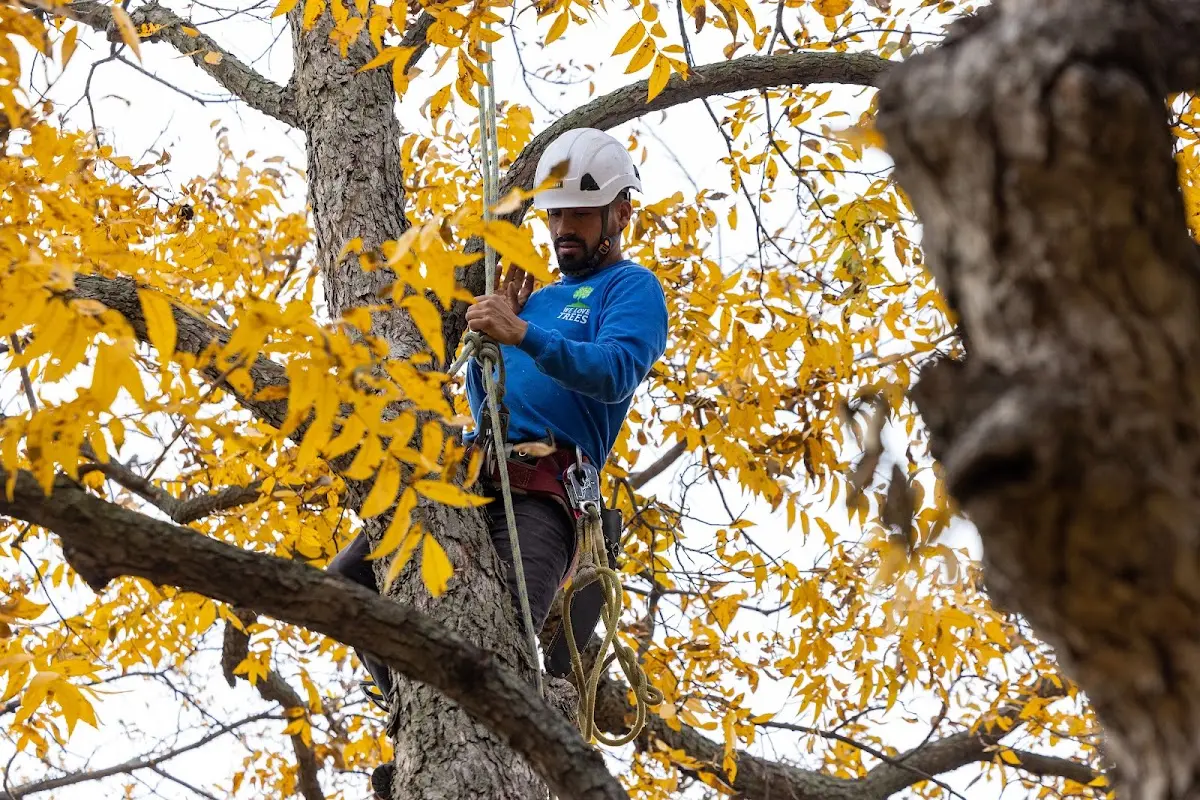 Skilled Emergency Tree Service crew working in Midland